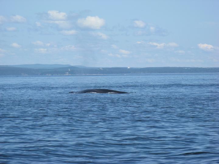 Baleines 046.JPG